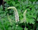 Black Cohosh P.E.